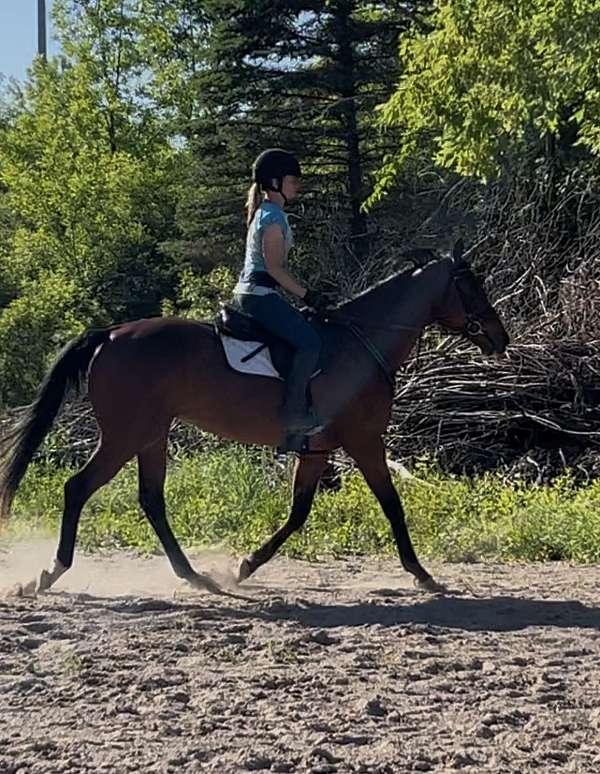 athletic-thoroughbred-horse