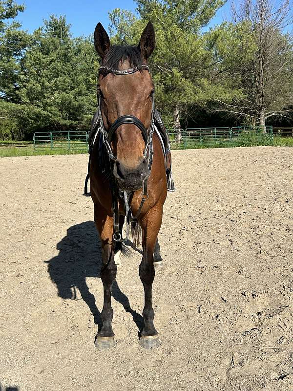 jumping-thoroughbred-horse