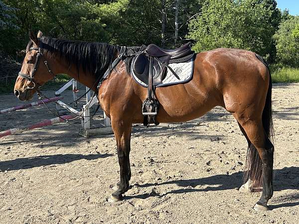 dressage-thoroughbred-horse