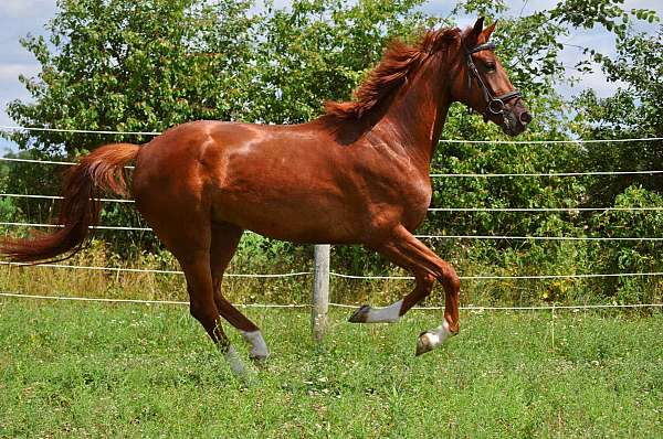 fei-show-horse