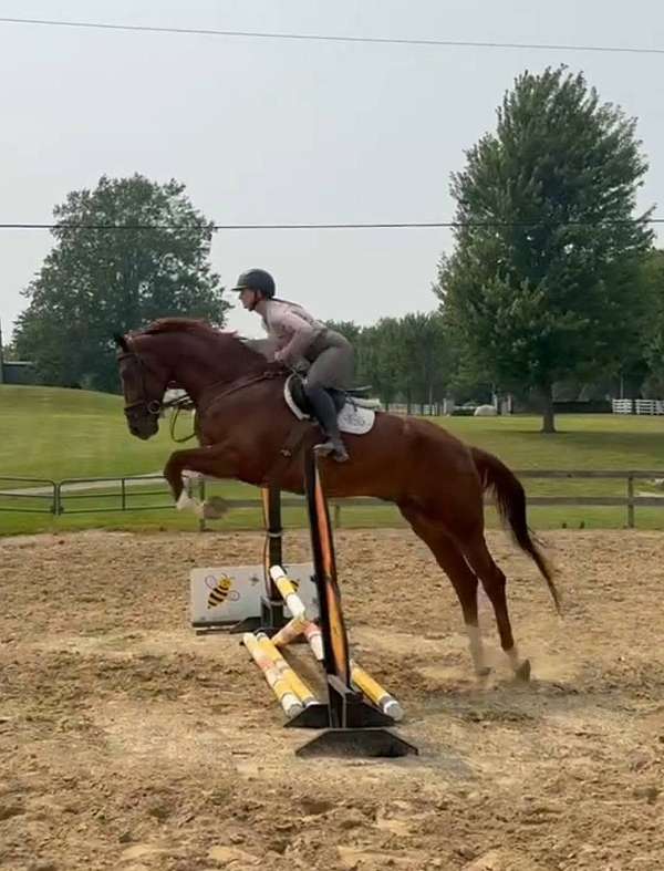 fei-show-dutch-warmblood-warmblood-horse