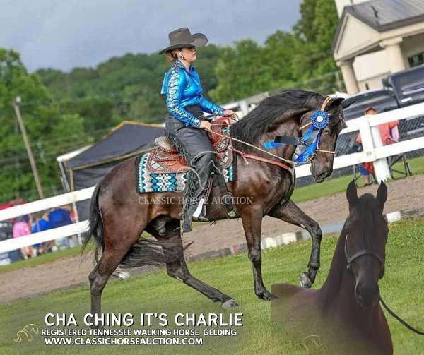 cha-tennessee-walking-horse