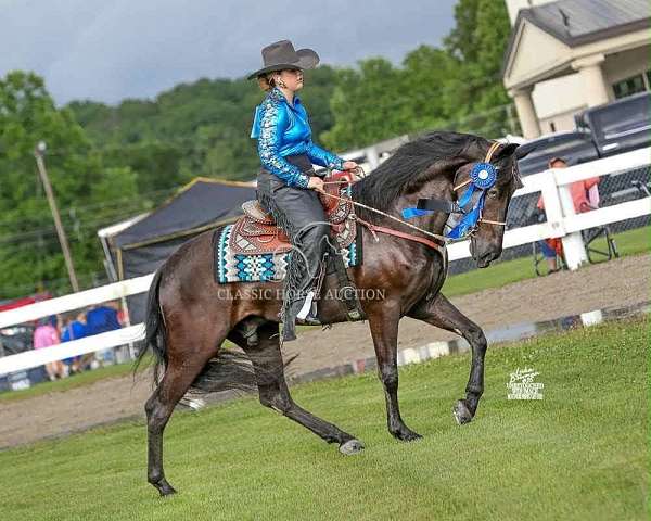 compete-tennessee-walking-horse