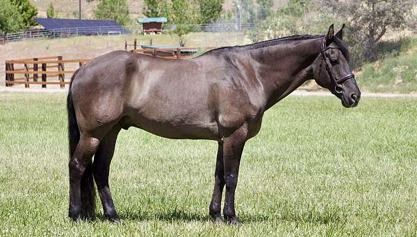 amateur-safe-gelding