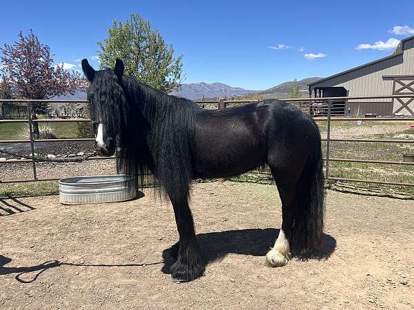 hauling-gypsy-vanner-horse