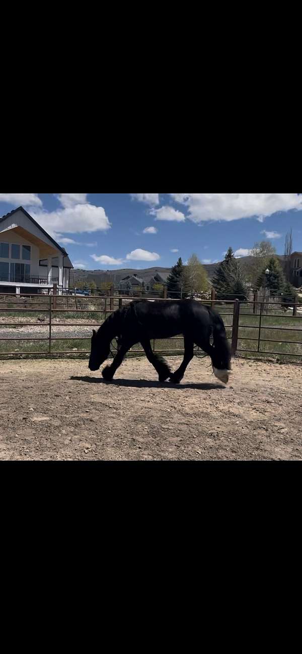 sock-gypsy-vanner-horse