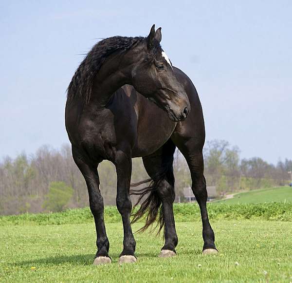 athletic-percheron-horse