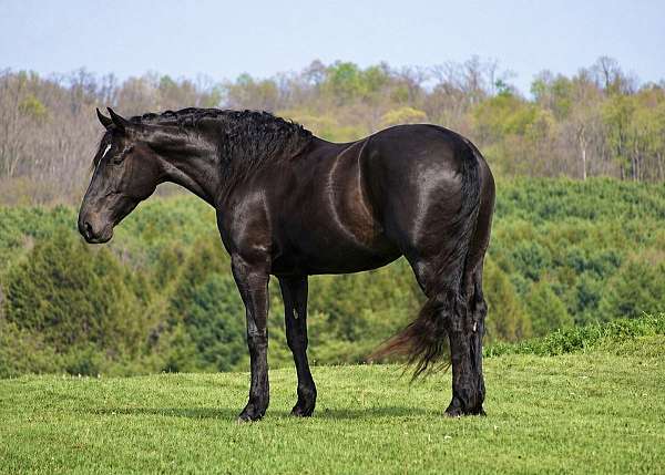 beginner-percheron-horse