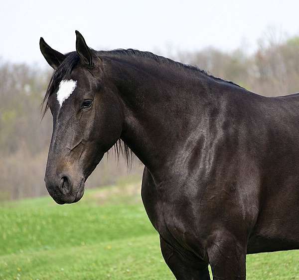 cross-percheron-horse