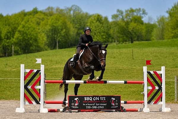 dressage-percheron-horse
