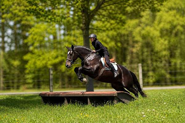 flashy-percheron-horse