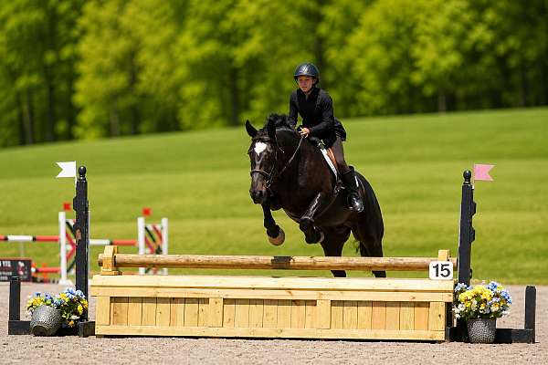 jumping-percheron-horse