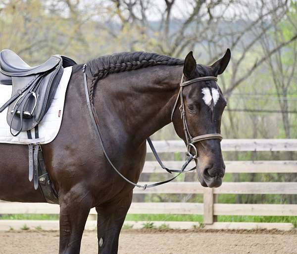 hunter-jumper-percheron-horse