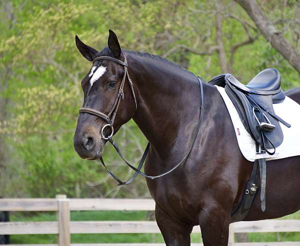 kid-safe-percheron-horse