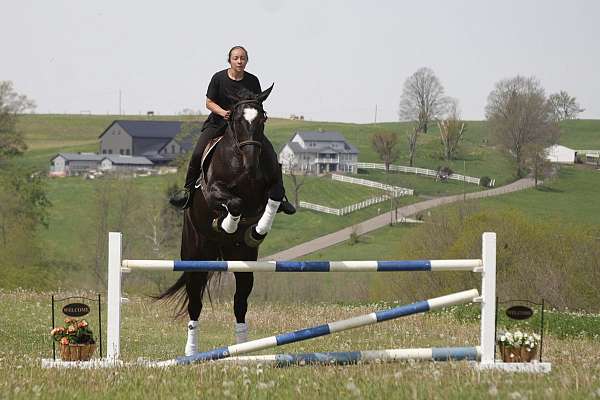 performance-percheron-horse