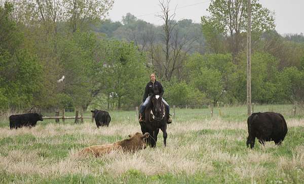 ranch-percheron-horse