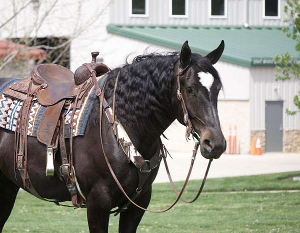 ridden-western-percheron-horse
