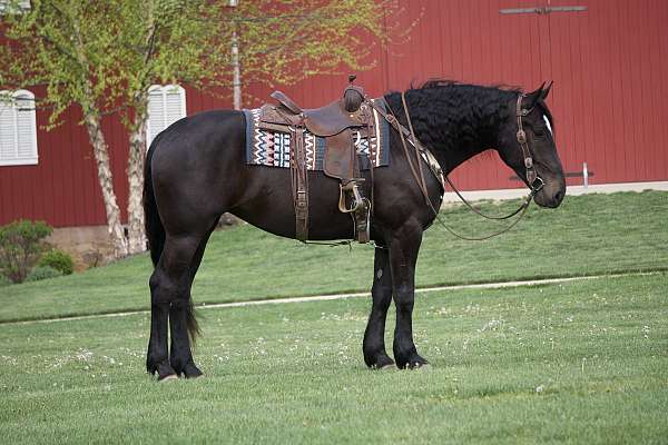 ridden-english-percheron-horse