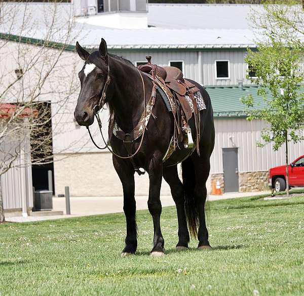 show-percheron-horse