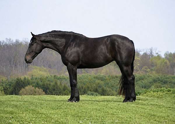 all-around-percheron-horse