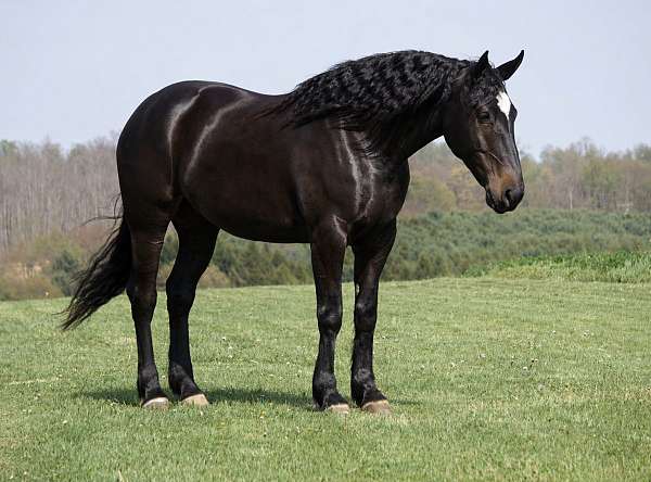 draft-percheron-horse