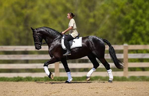beginner-friesian-horse