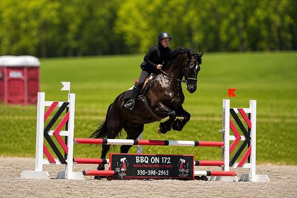 athletic-friesian-horse