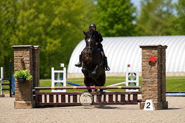 cross-friesian-horse
