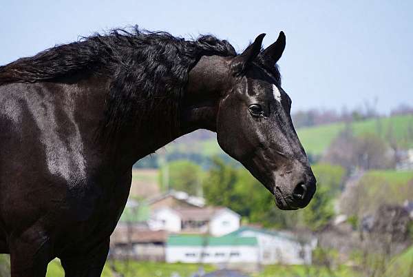 dressage-friesian-horse