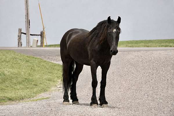 flashy-friesian-horse