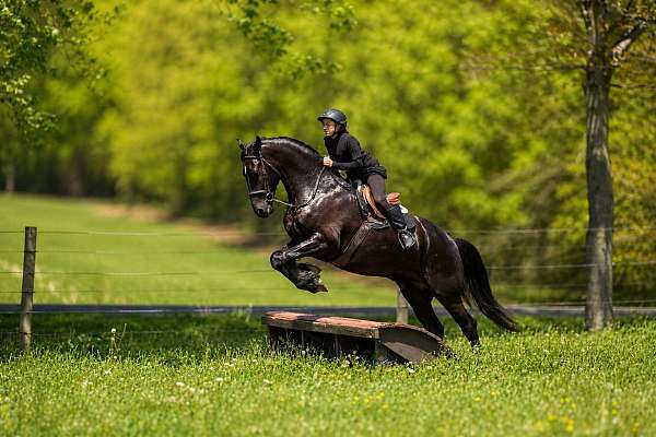 jumping-friesian-horse