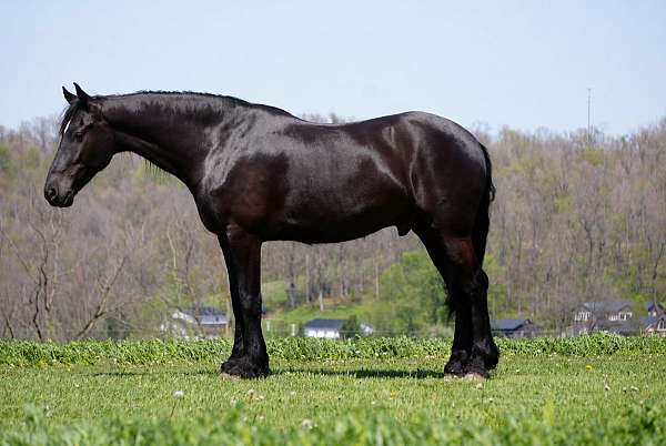 parade-friesian-horse