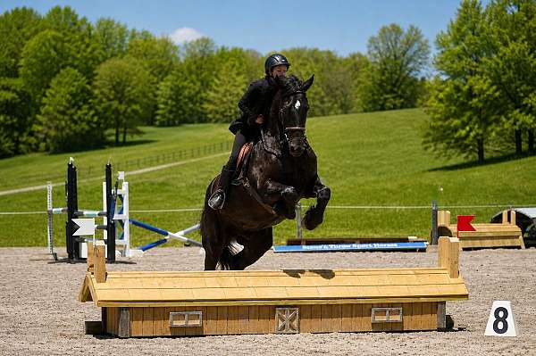 performance-friesian-horse