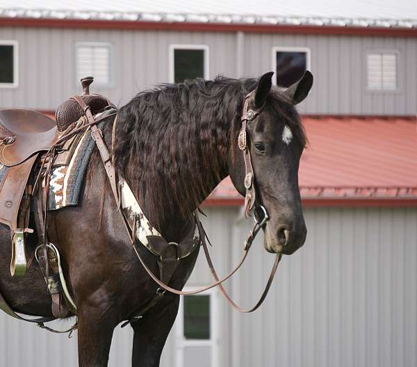 ridden-western-friesian-horse