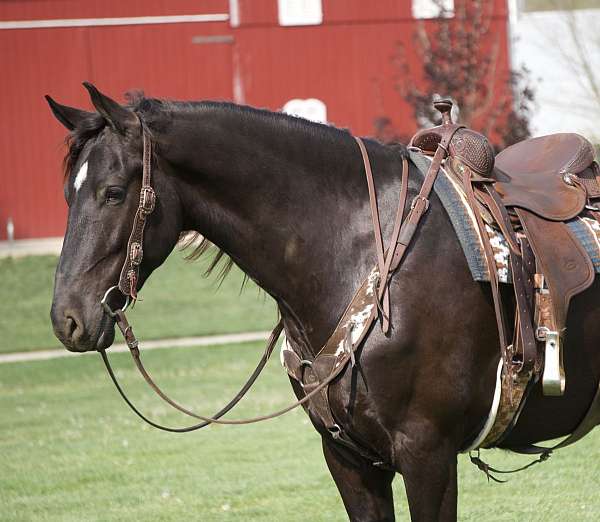 show-friesian-horse