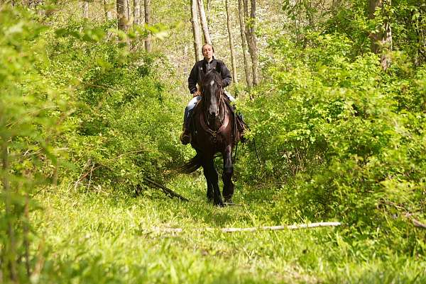 trail-friesian-horse