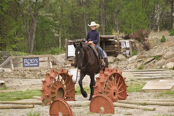 trail-riding-friesian-horse