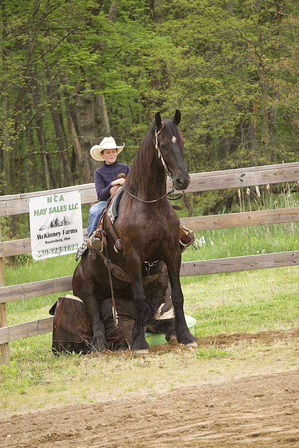 youth-friesian-horse