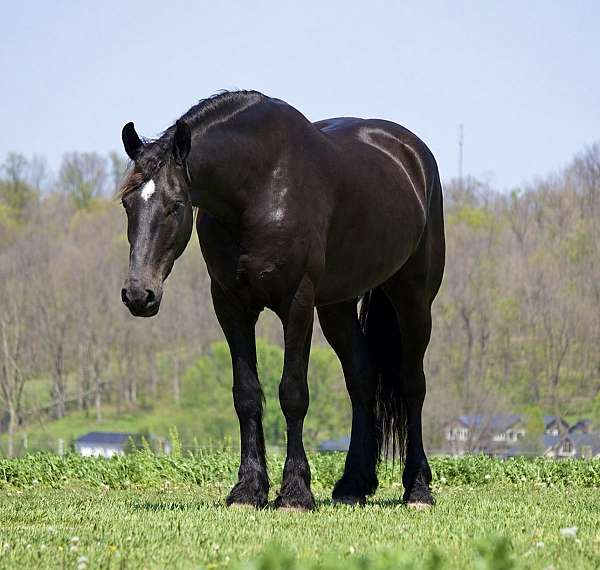 all-around-friesian-horse