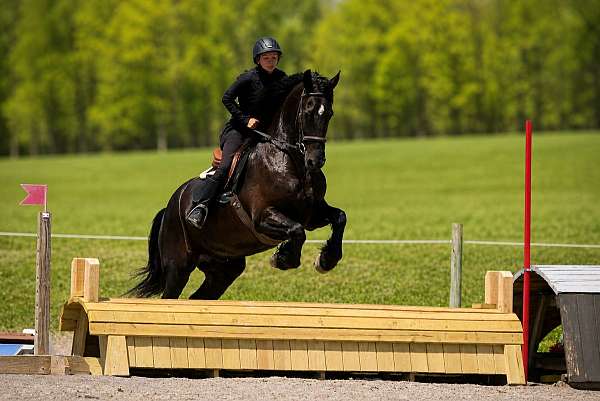 ridden-english-friesian-horse