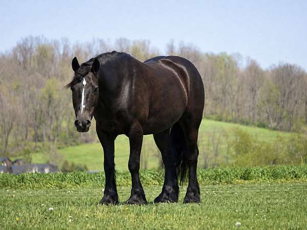 all-around-gypsy-vanner-horse