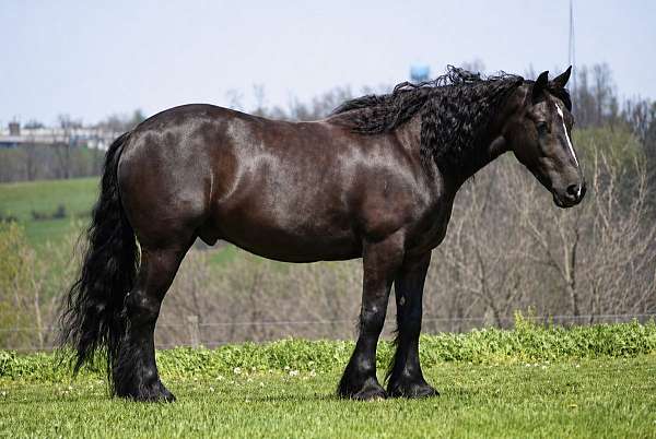 athletic-gypsy-vanner-horse