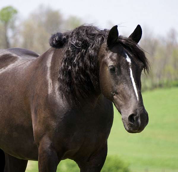 beginner-gypsy-vanner-horse