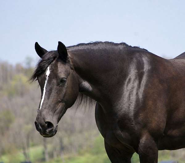 cross-gypsy-vanner-horse