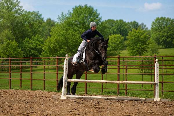 driving-gypsy-vanner-horse