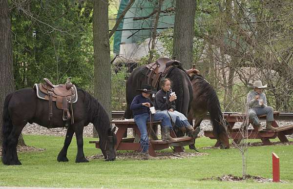 parade-gypsy-vanner-horse