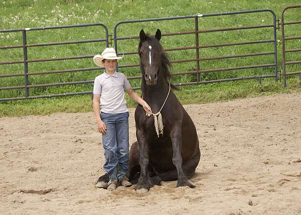 ridden-english-gypsy-vanner-horse