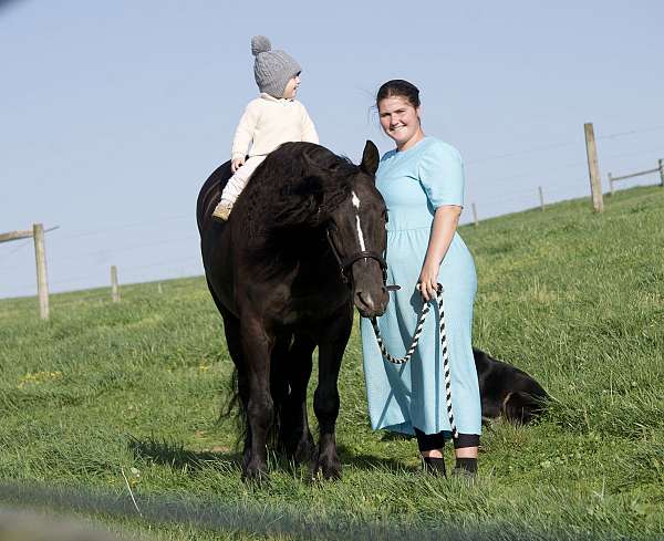 ridden-western-gypsy-vanner-horse