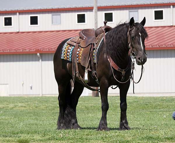 show-gypsy-vanner-horse