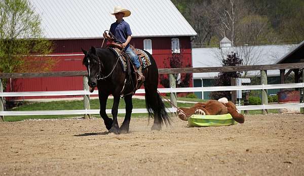 trail-riding-gypsy-vanner-horse